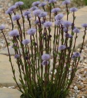 Blue pom pom flowers over grey-green rigid foliage.